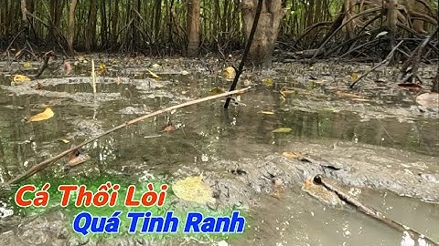 Cận Cảnh Cắm Câu Cá Thồi Lòi Lên Hang Nhìn Mồi | Gia Đình Cần Giờ .98 |