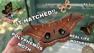 OUR MOTH HATCHED - Polyphemus Moth