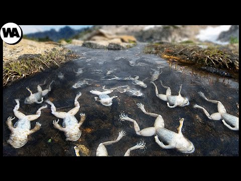 Vidéo: Les grenouilles perdent-elles leur peau ?