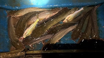 3 Chú cháu cấm câu cá trê dính gỡ không kịp T09