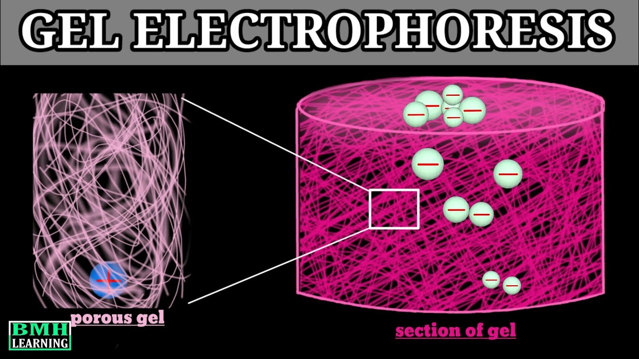 Gel Electrophoresis Principle Of Electrophoresis YouTube