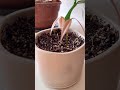Part 4 On How To Grow Your Own Lychee рџЄґ Howto Plants Lychee Planthacks Indoorplants Part 4 On How To Grow Your Own Lychee рџЄґ Howto Plants Lychee Planthacks Indoorplants
