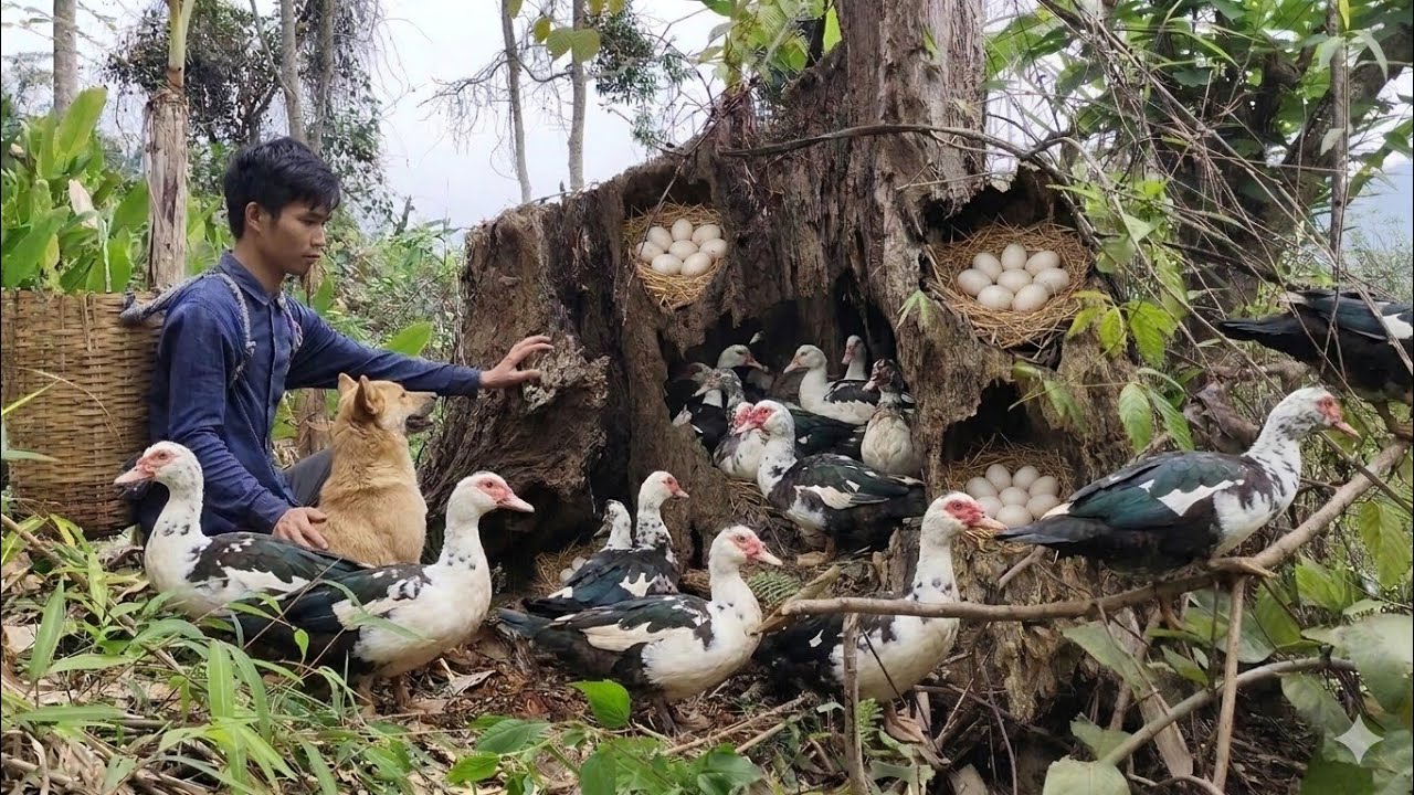 Trieu Thuan | From CEO to a simple life in the mountains with his dog Rocky