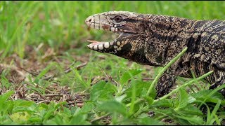 Tegu Attacks Dog 02