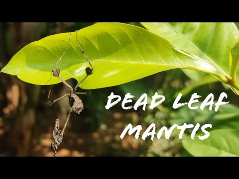 Dead leaf Mantis || Weird Mantis