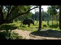 Phuket Elephant Sanctuary canopy walk