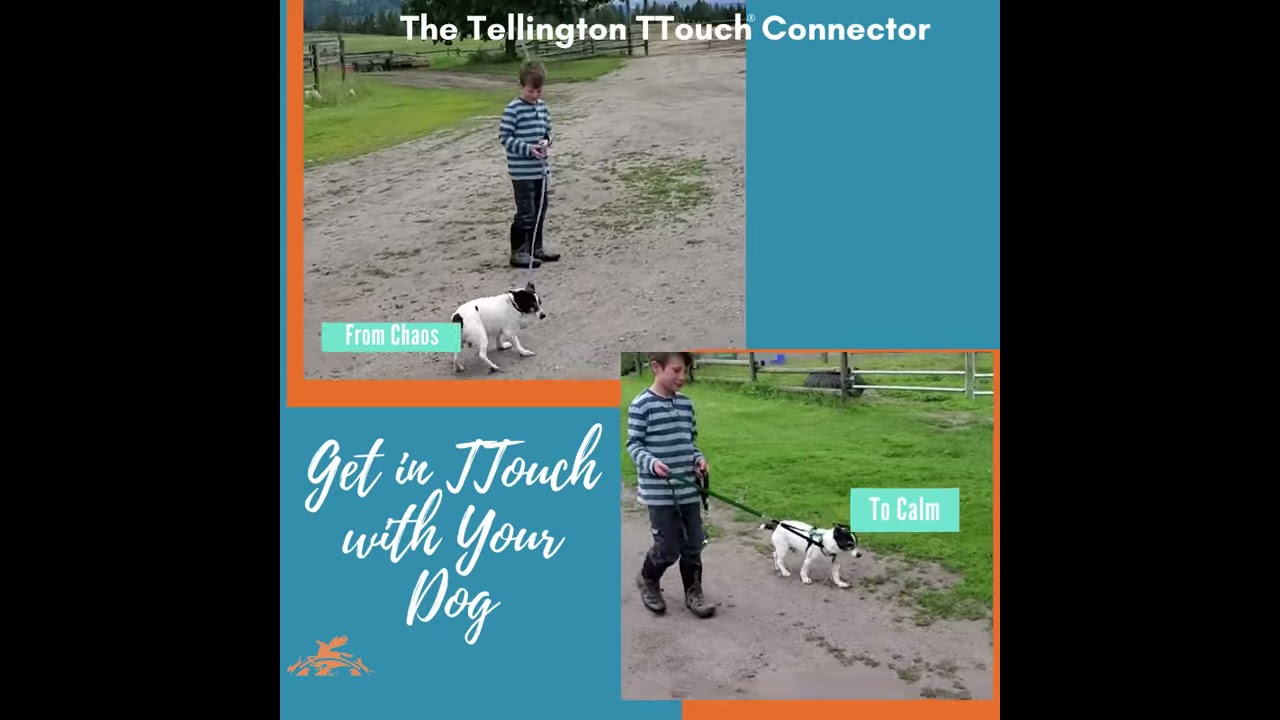 Tellington ttouch best sale harness