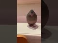 謎の鳥の正体。ほーほーっほっほーほーーっほ   ほー。