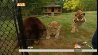 Lion, tiger and bear are best friends - TODAY com