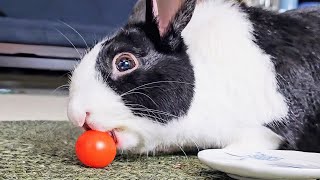 Rabbit struggling to eat a perfectly round tomato