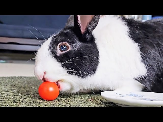 Rabbit struggling to eat a perfectly round tomato - YouTube