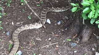 Rattlesnake at the deer feeder