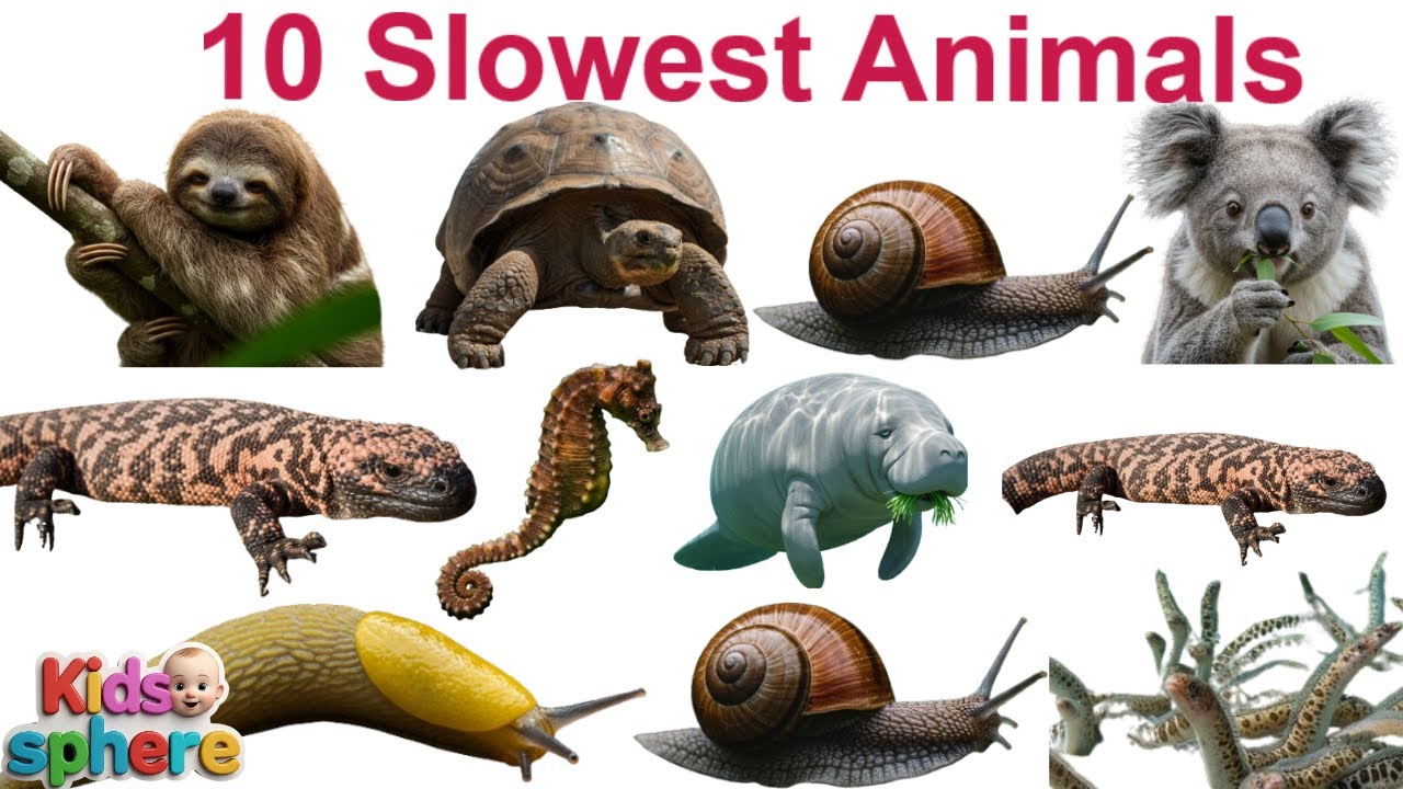 10 Slowest Animals in the World 🐢 | Fun Learning Video for Kids | 