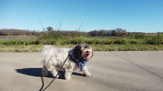 Havanese Sara - Oak Point Park and Nature Preserve