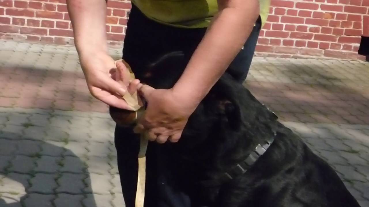 Maulkorb für den Hund Maulkorbgröße bestimmen den passenden Maulkorb
