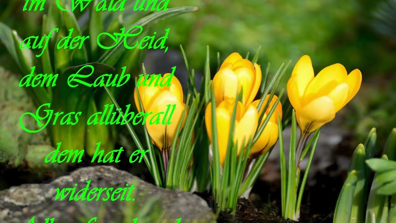 Nach grüner Farb mein Herz verlangt