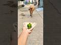 gai ko roti khilao 🥰🐄✅ #cow #animals #food #trending #funny #cuteanimal #cute #cutebaby