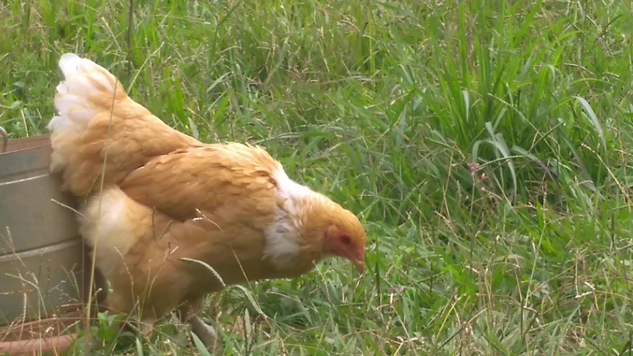 Brahma lemon splash columbiam(NÃO LEMON PYLE) - YouTube