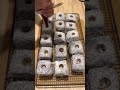 Nutella lamingtons!