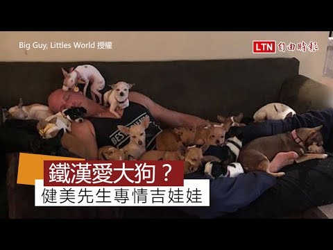 鐵漢柔情！過去他不屑小型狗 現在只鍾情救援吉娃娃