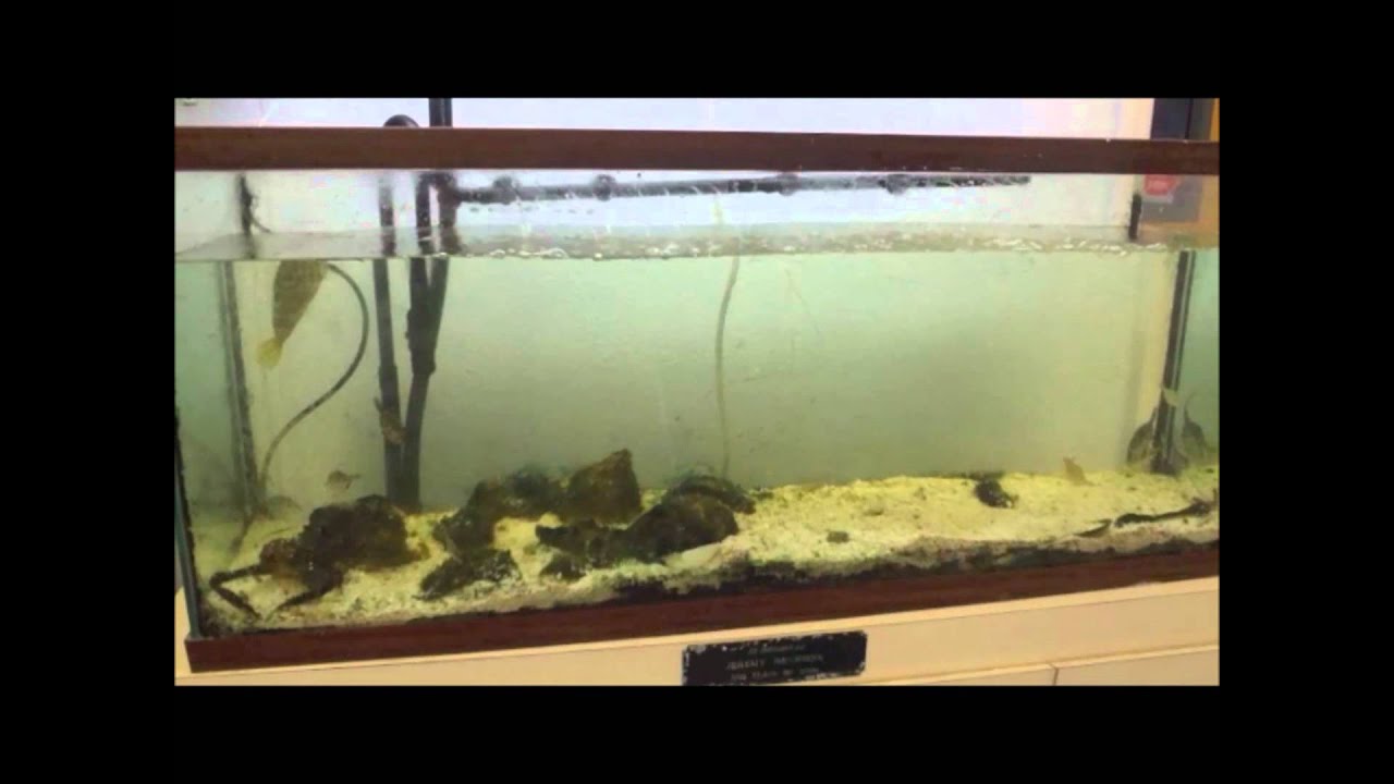 Tips For A LowMaintenance Fish Tank PetHelpful