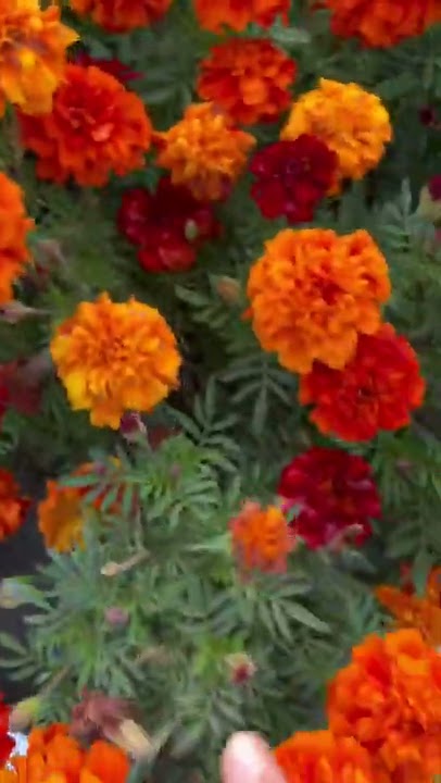 Бархатцы Френч Дварф #семена #семенаалтая #дача #огород - YouTube