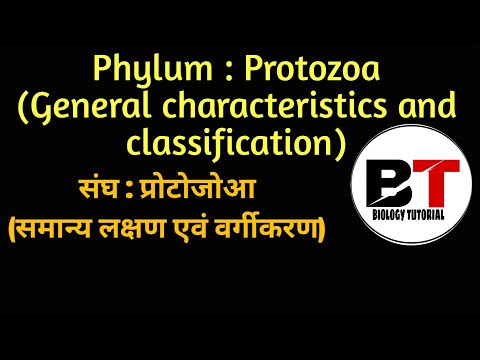 Phylum: protozoa- general characteristics and classification