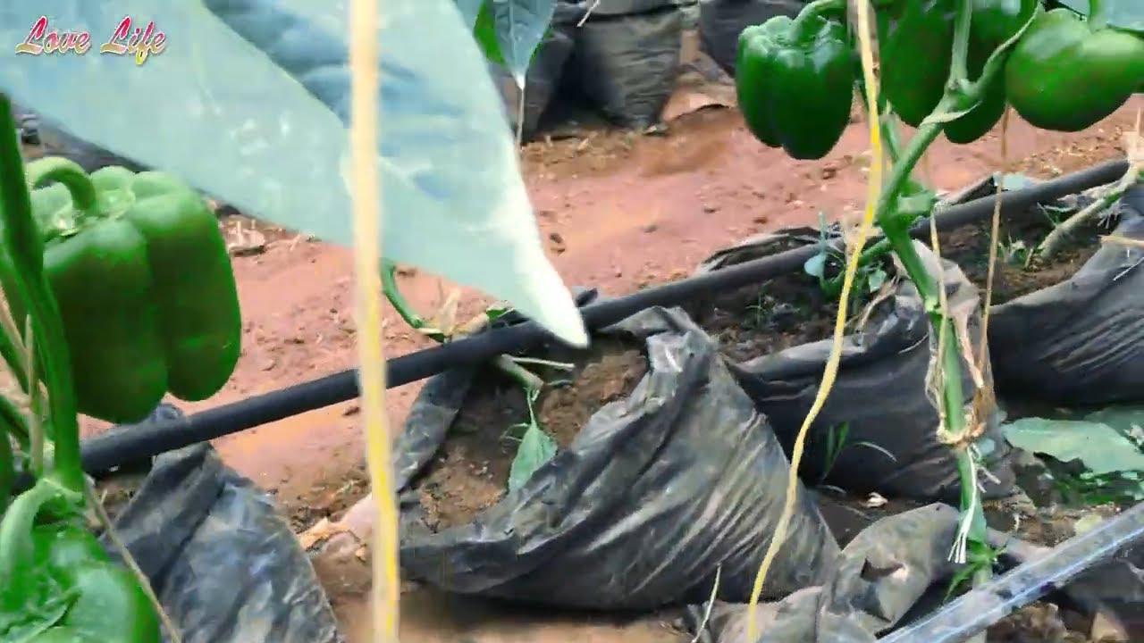 Grow Bigger, Better Sweet Peppers in a Greenhouse  || Part 4 : Growing Pepper in Uganda Season 4