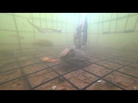 ​How Many Crabs and Fish Can One <strong>Trap</strong> Catch?