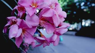 A Trip To Debrecen - Passion Project