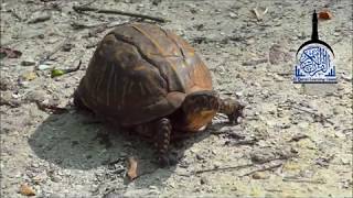 Murottal Juz 30 utk  anak-anak Latar Video Hewan ~ Syeik Mishary Rashid Alafasy
