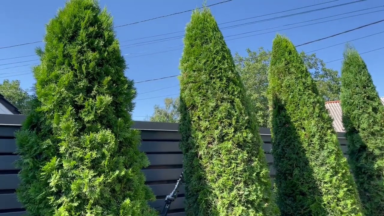 Стрижемо туї смарагд 