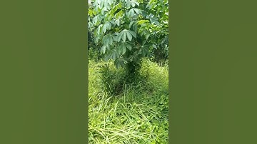 Singkong Genderuwo, Singkong Karet, Singkong Tahun #belajar #tanam  #pertanian #mukibat #sambung