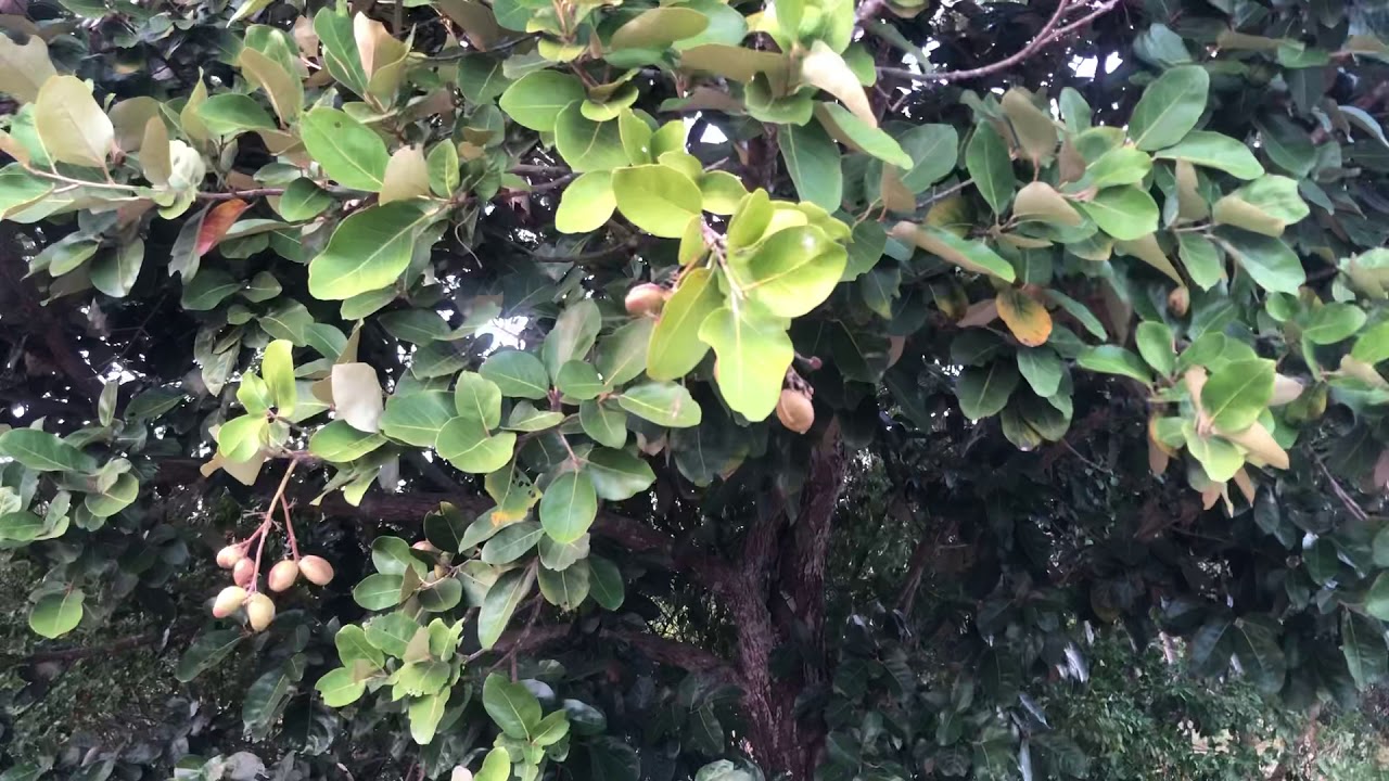 What Does Looking Glass Tree Mean? – VBGP