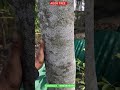agorwood plant #agora #cultivation #tamilnadu #cultivation #shortsfeed #shorts #instagram
