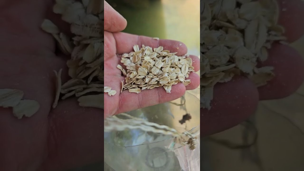 Soda Bottle Minnow Crayfish Trap
