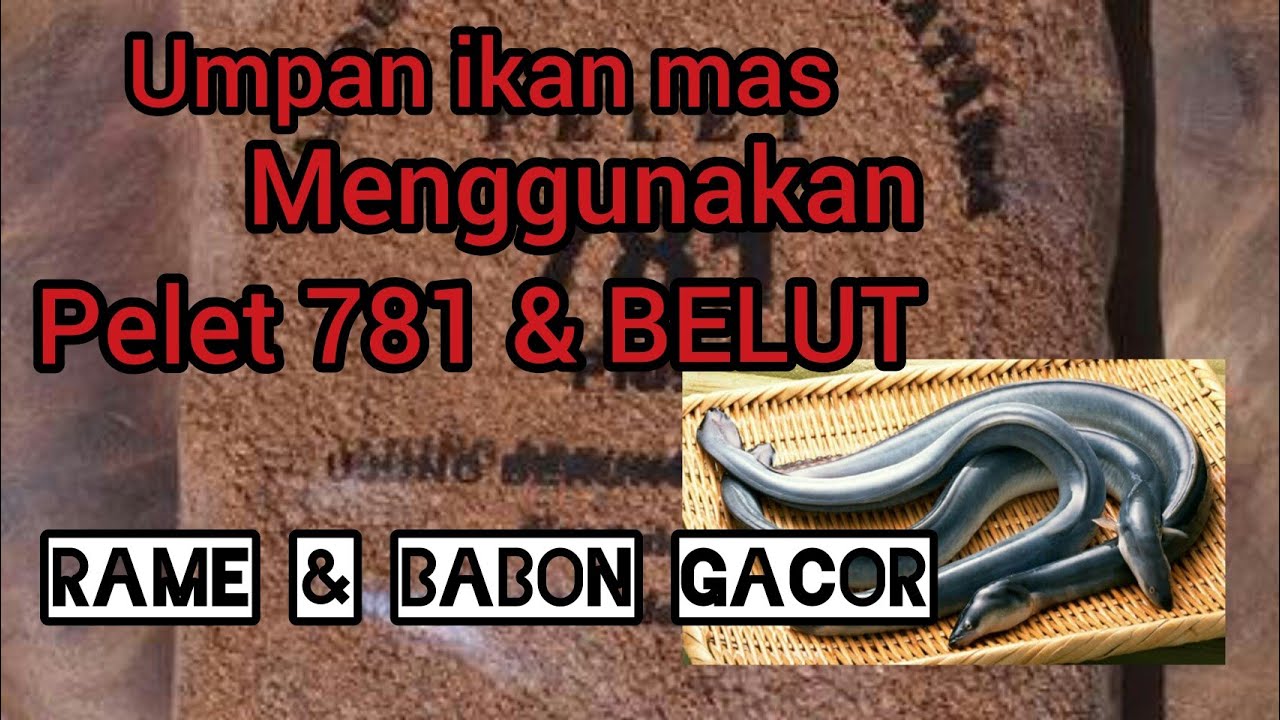 Umpan ikan mas cuma pake belut sama pelet tapi hasilnya memuaskan