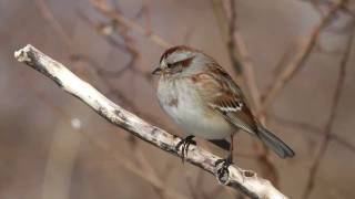 American Tree Sparrows in winter