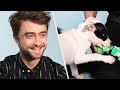 Daniel Radcliffe juega con perritos mientras contesta preguntas de sus fans