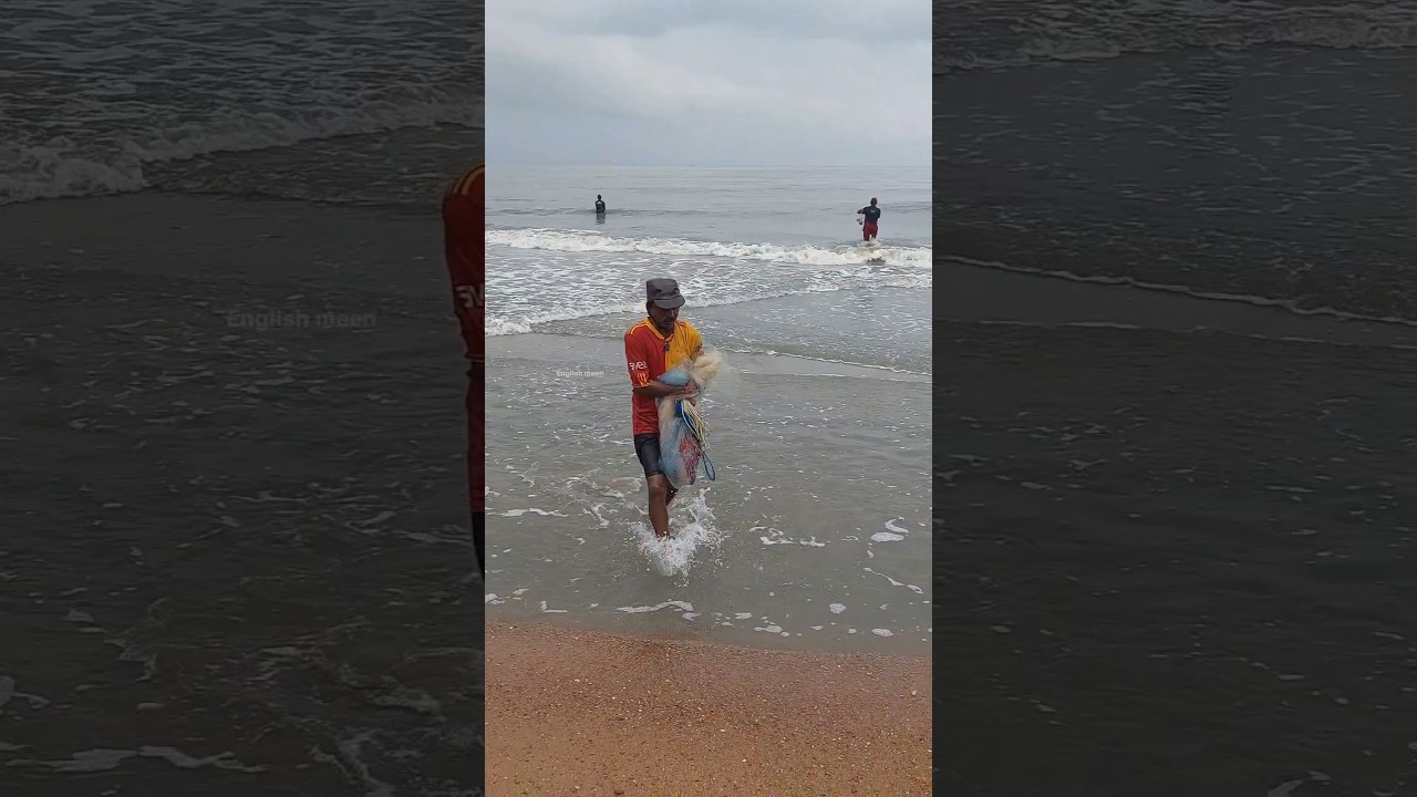 പ്രതീക്ഷിക്കാത്ത ഒരുത്തൻ വലയിൽ #fishing #fisherman #seafishing #fish #shorts #bigfish 18.6.26