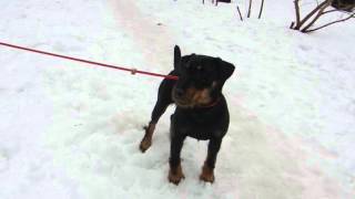 М-Кокси 4Года