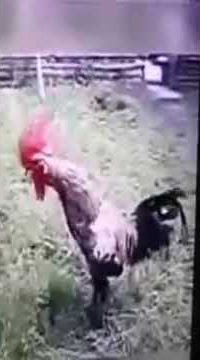 Viral Ayam berkokok lucu 'kok sepi'