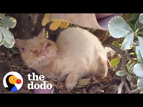 Video: Pet Scoop: Kirurgi sparer hjemløs kattens øyne, dommer gjenoppretter ulvets beskyttelse