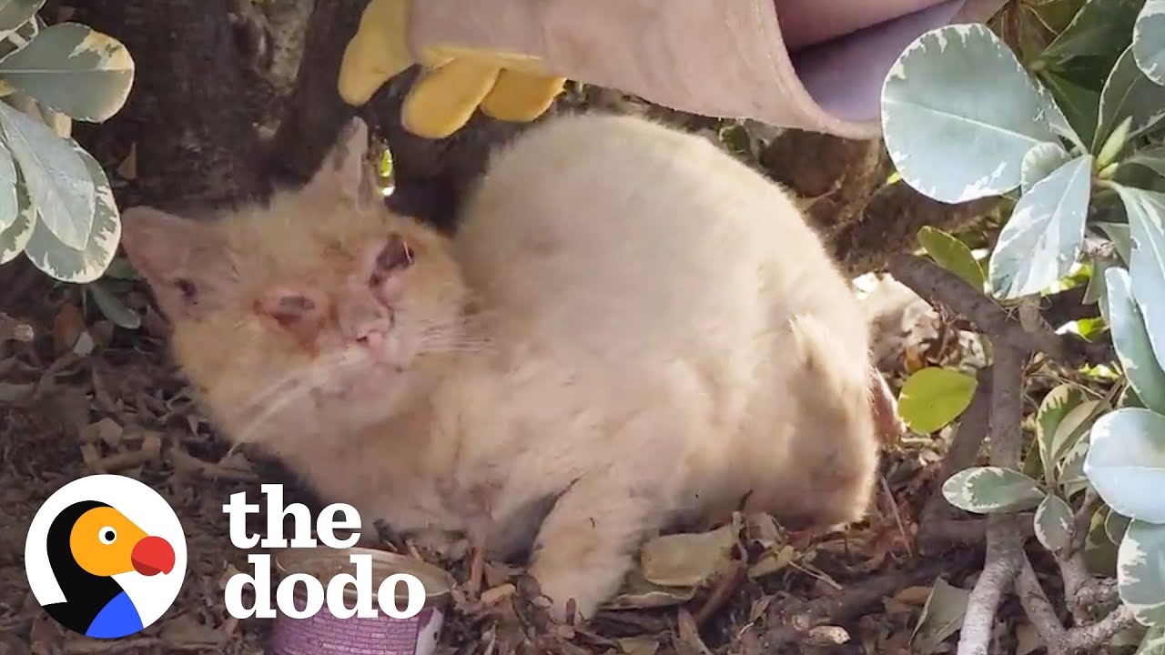 Watch This Scruffy Feral Cat Turn Into A Blue-Eyed Beauty | The Dodo Cat Crazy