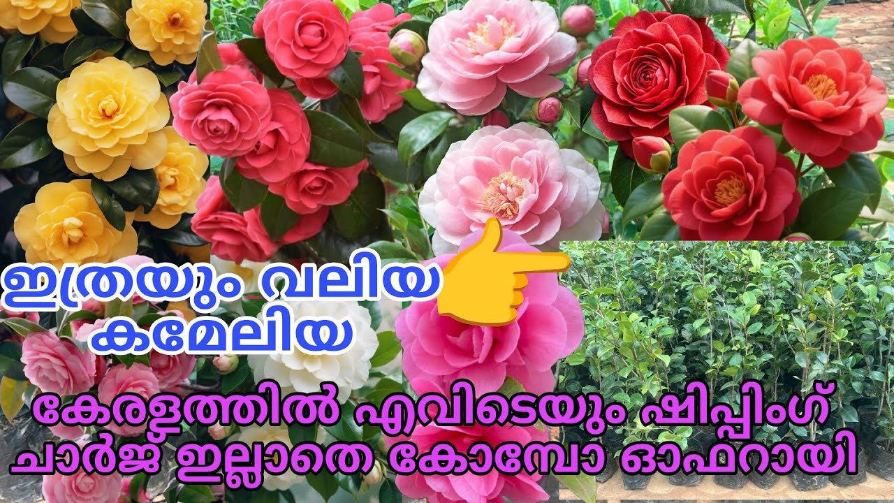 📦🔥🌺 വലിയ കമേലിയ ചെടികൾ കേരളത്തിൽ എവിടെയും ഷിപ്പിംഗ് ചാർജ് ഇല്ലാതെ വാങ്ങാം #reels #viral #trending 