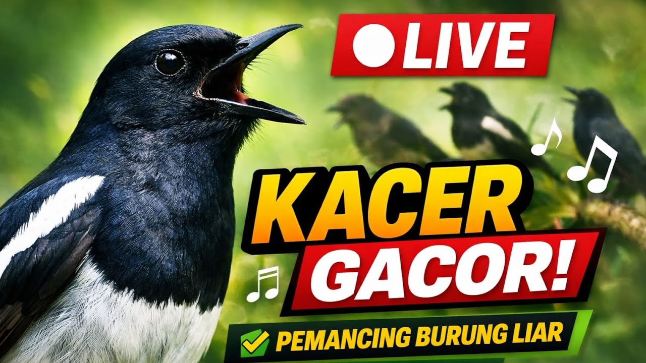 🔴 LIVE Kicau Burung Kacer Gacor | Masteran Ampuh Pemancing Kacer & Burung Liar