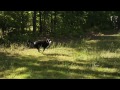Running around w/ Ender  It's Coming! - Sony Bloggie Duo Test Video image