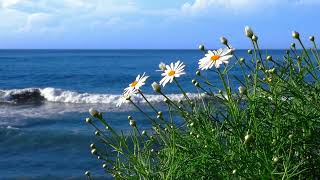 Calm sea and relaxing sound of waves front of beautiful flowers view 🌊🌼🌸 screenshot 2