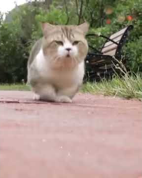 Story wa kucing imut