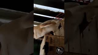 Feeding young Barn Owls